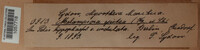 Melampsora epitea image